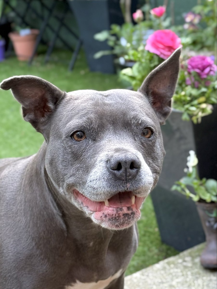 IsaMary2021's tweet image. Ok I give up - You found me 🩷🩷
#IsaMary #Cute #Dogs