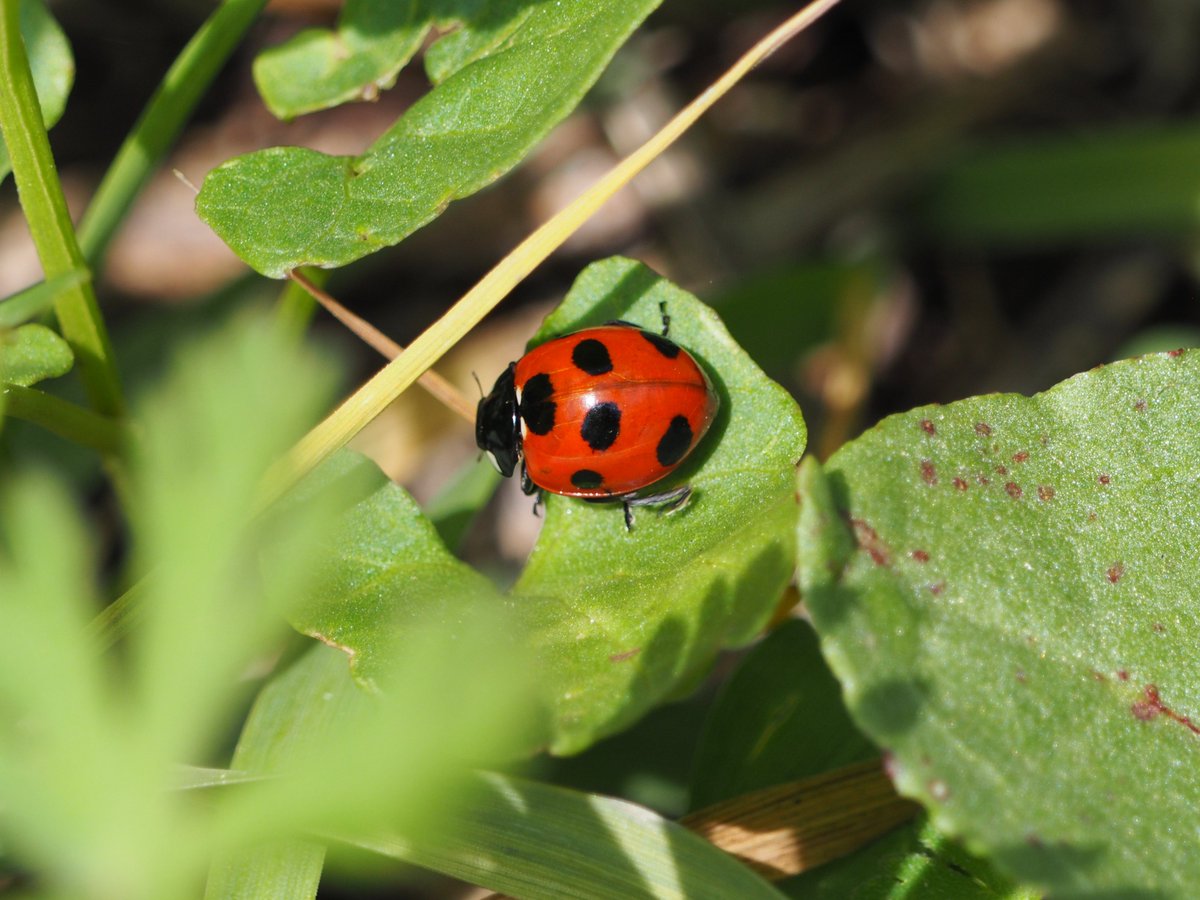 Kozue Kurahashi tweet media