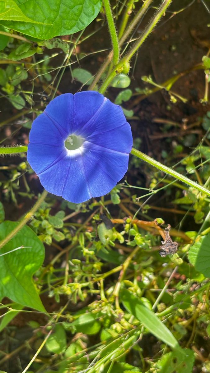 Euzimar Gregorio🚩♥️🚩 (@euzimargregorio) on Twitter photo 