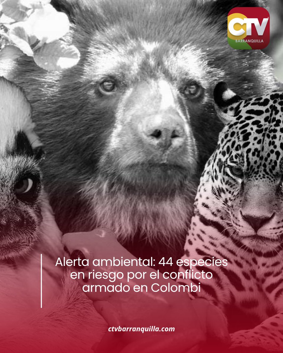 🚨 Alerta ambiental: 44 especies en riesgo por el conflicto armado en Colombia

Un preocupante informe reveló que al menos 44 especies de animales silvestres están en peligro de extinción como consecuencia directa del conflicto armado en Colombia.

La investigación advierte que
