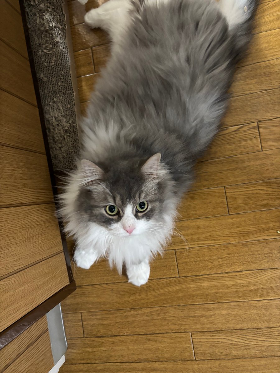 sasappi6's tweet photo. 開きになりつつある
まだ未完成 https://t.co/6x5qoqS3K1