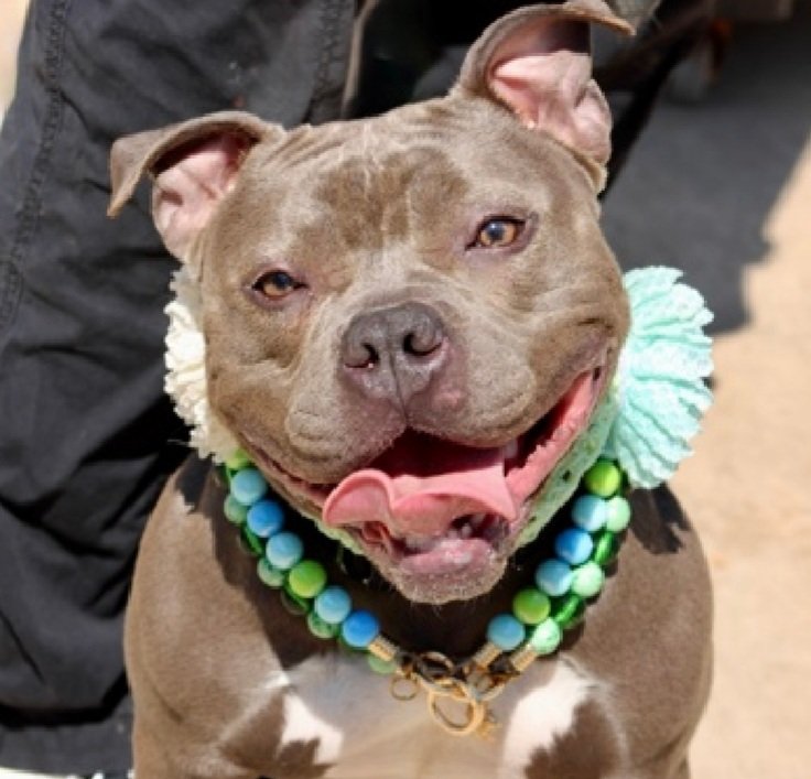 MorgFairsdogs's tweet image. Bella 251468
Listed TBK 4/23
#NYCACC #AdoptMe 
She is a cute 1 yr old puppy 🐶 
Sweet &amp;amp; social with staff 
Deteriorating quickly in care
Knows basic cues, crate trained
Loves being with family
Loves veggies
Save Bella!
nycacc.app/browse/251468
#Pledge4Rescue #foster #adopt