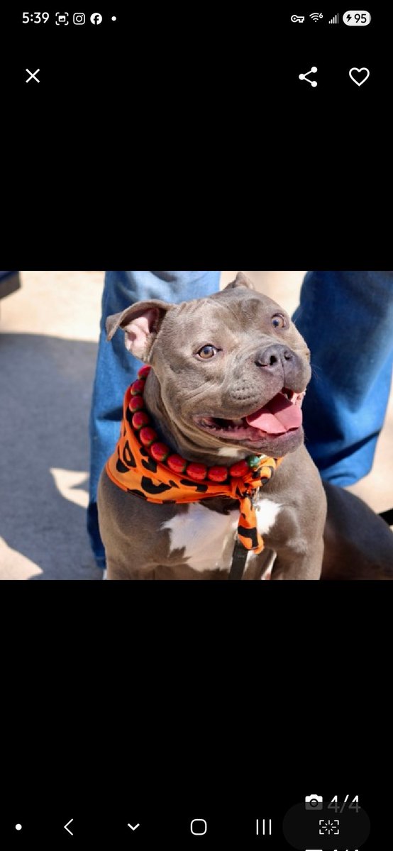 MyBoxerLuvMac1's tweet image. 💔Bella💔
#NYCACC #251468 1yr
▪️Listed TBK: 4/23💉
#AdoptMe 

Precious sweetie's💔, in overcrowded shelter.
Friendly, affectionate, wears heart on her sleeve!
Adores ppl &amp;amp; @ her happiest around her humans.
Beautiful puppy's good on leash, non reactive 2 ppl.
Can over focus on