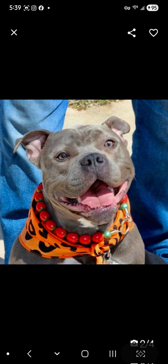 MyBoxerLuvMac1's tweet image. 💔Bella💔
#NYCACC #251468 1yr
▪️Listed TBK: 4/23💉
#AdoptMe 

Precious sweetie's💔, in overcrowded shelter.
Friendly, affectionate, wears heart on her sleeve!
Adores ppl &amp;amp; @ her happiest around her humans.
Beautiful puppy's good on leash, non reactive 2 ppl.
Can over focus on