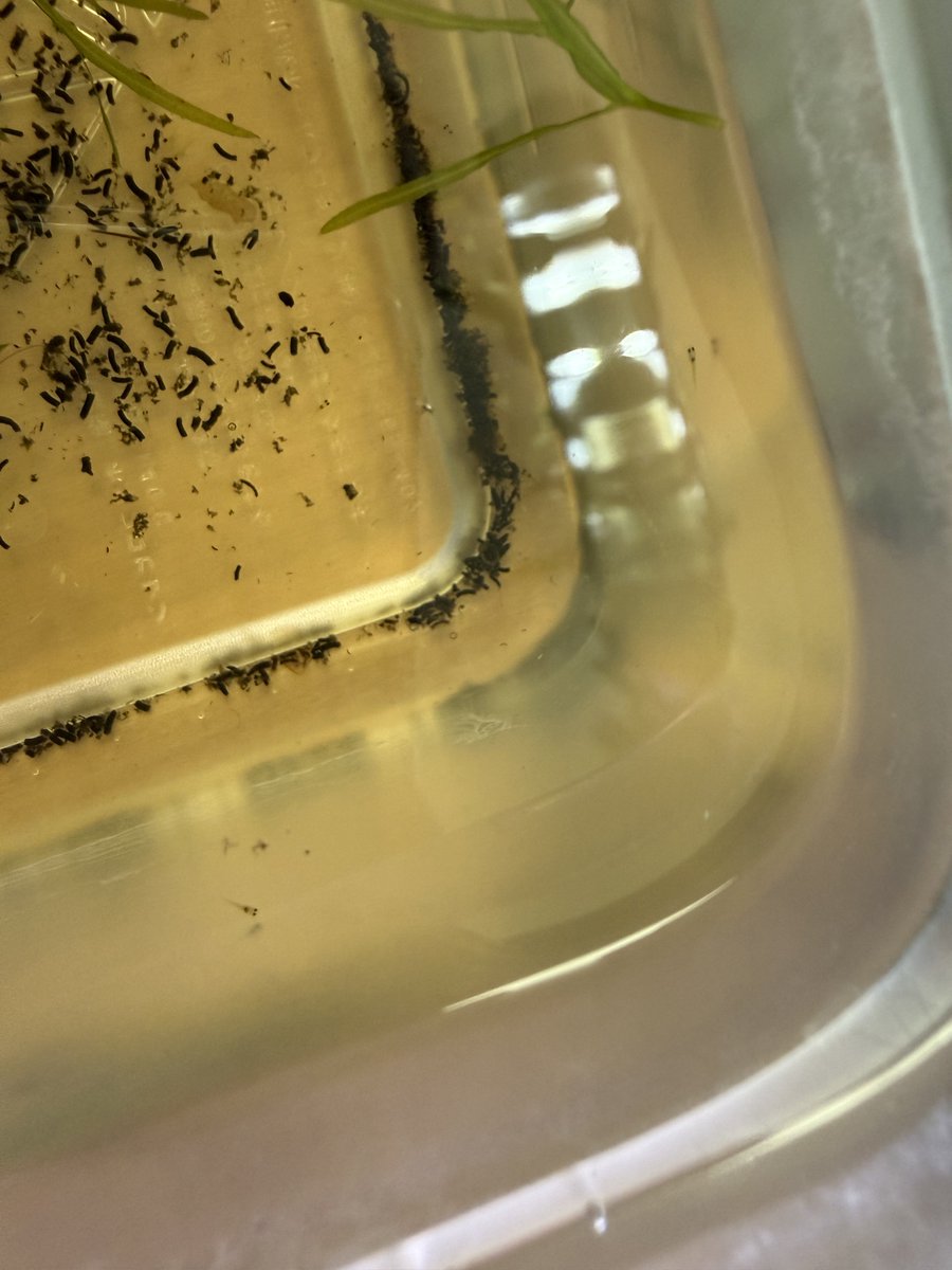 もにやん tweet media