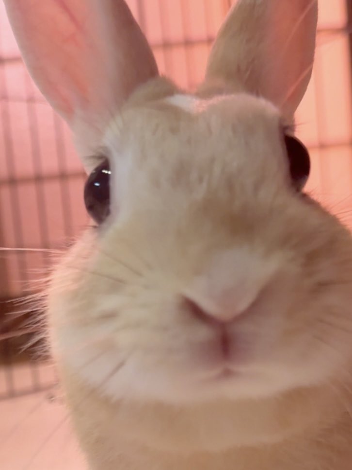 モチモチうさぎのムギ🐰ミニレッキス tweet media