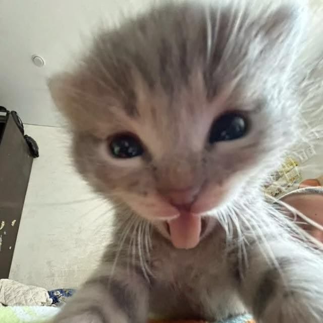 Comentarista do Umbral Digital tweet media