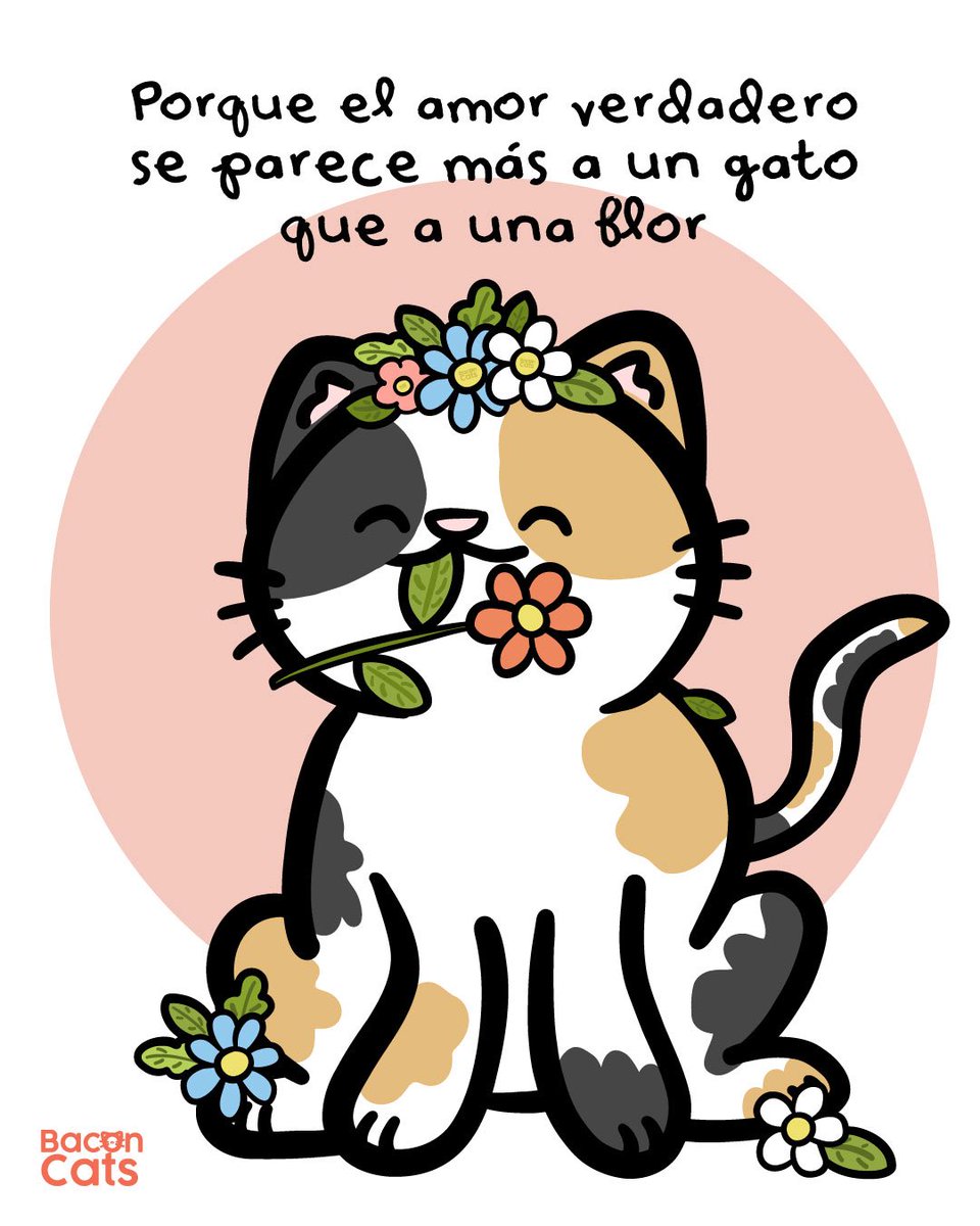 Baconcatsmx's tweet photo. El amor son los gatitos ❤️🐱 https://t.co/TdyDyA2gxL