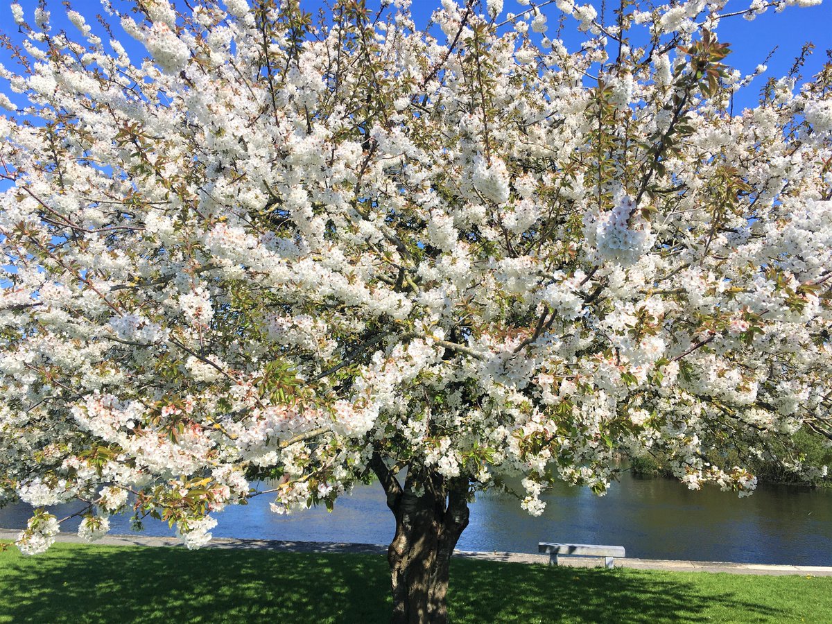 HarryEastwoods's tweet image. Glorious blooming whitethorn tree.
#100daysofwalking #ThePhotoHour