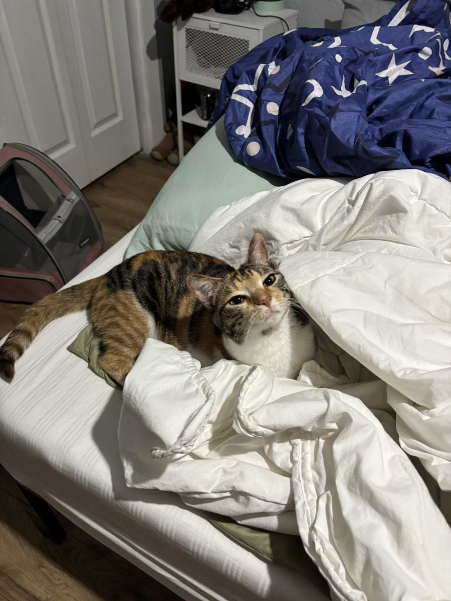 gasket ⚙️ tweet media