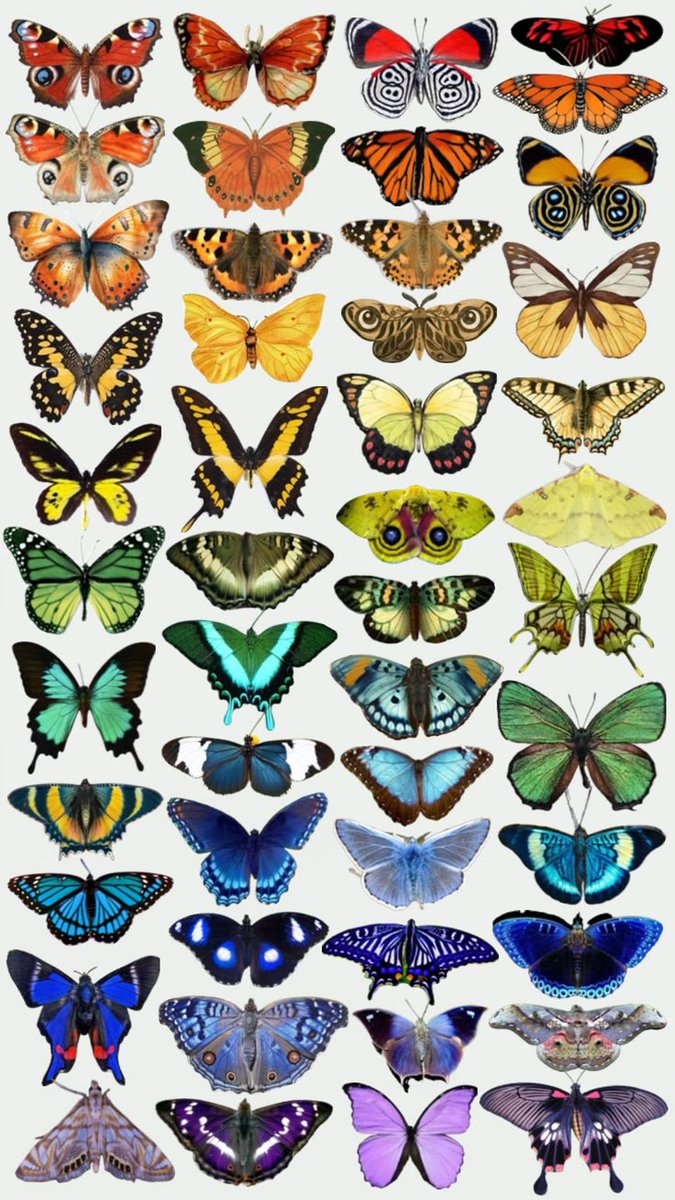 greenvibe's tweet image. butterflies