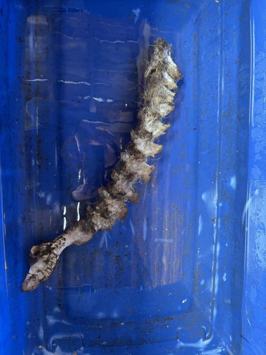 ciggarettediva's tweet image. Does anyone know what animal this bone is from, I found it in the high desert in central Nevada. #bone