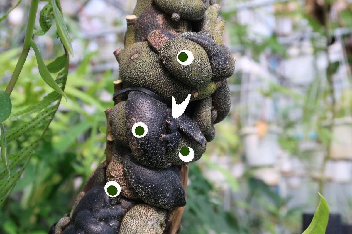 後　降裏夫 tweet media