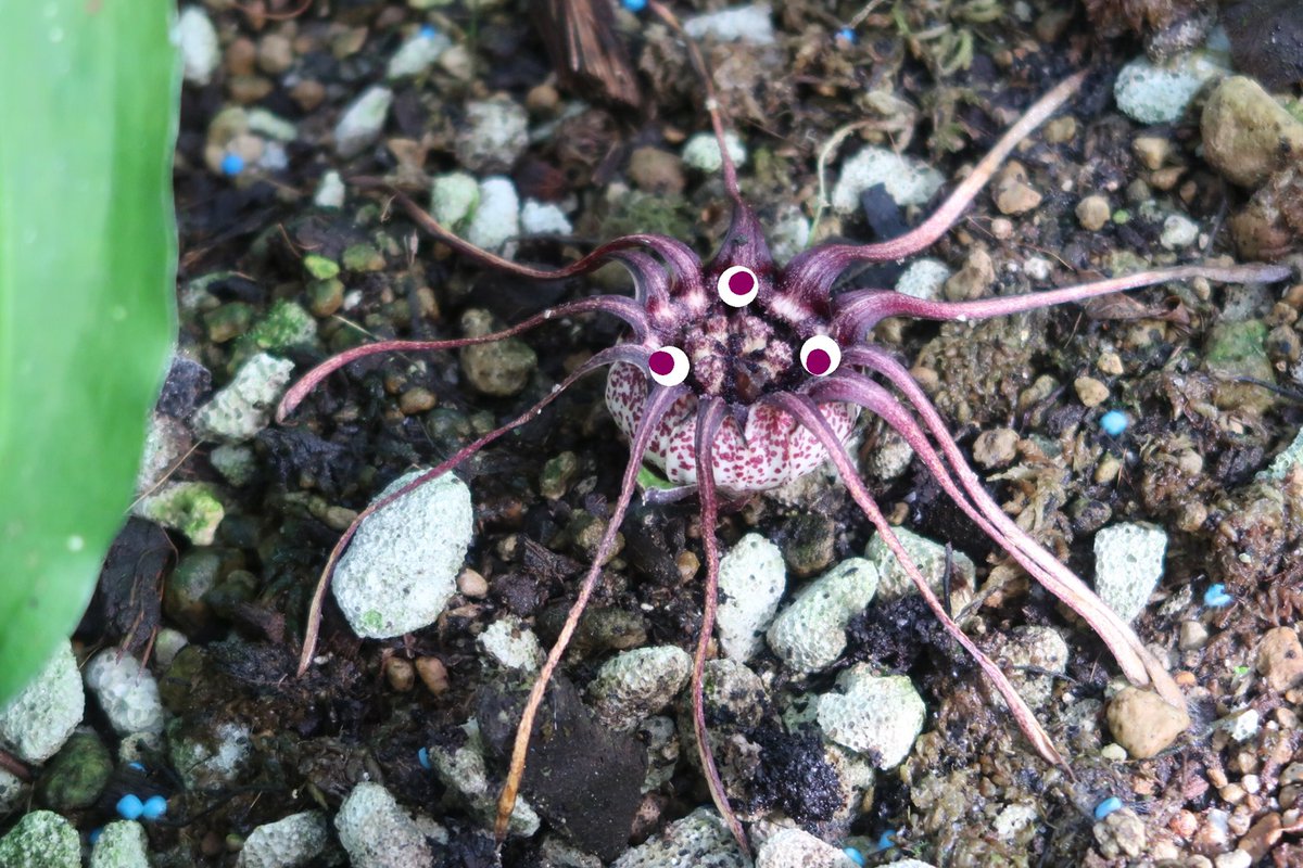 後　降裏夫 tweet media