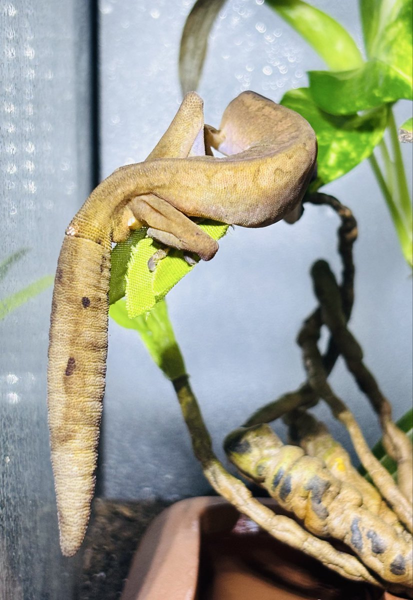 伊織(執事歌劇団) tweet media