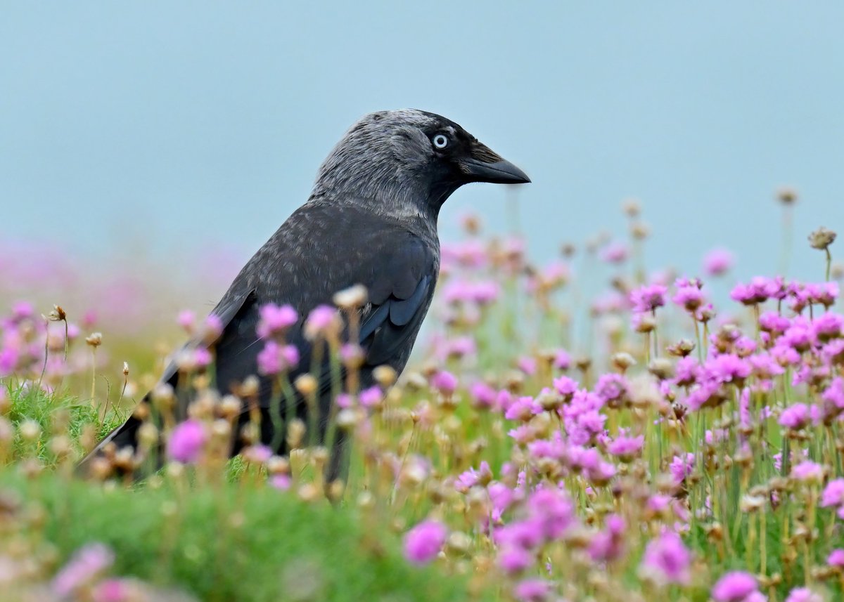 Carl Bovis tweet media