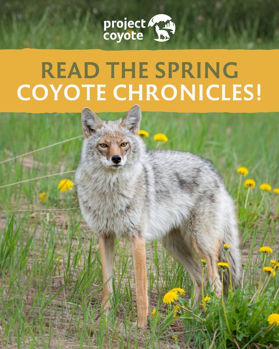 Project Coyote tweet media