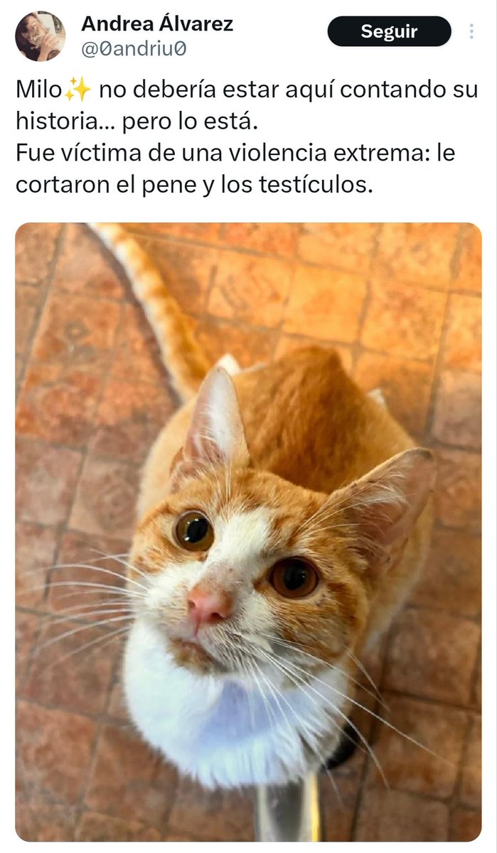 María Viñuela del Jeso tweet media
