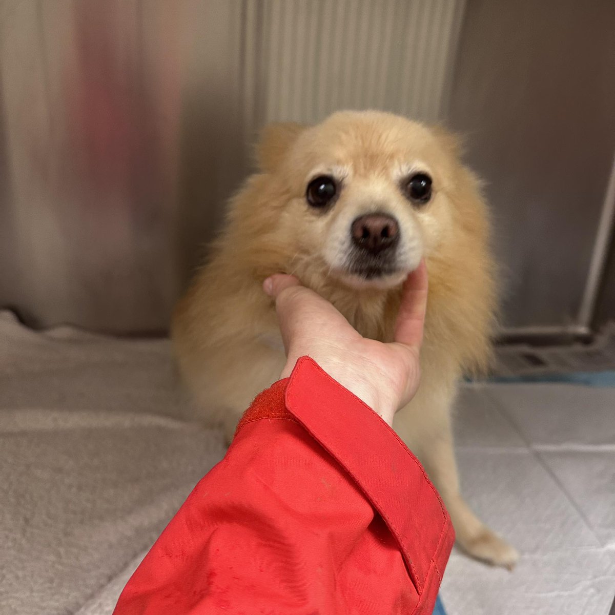 LoneStarChica's tweet image. 🆘Rumi B Needs a Rescue Hold by 1PM Tomorrow (4/22) 🆘

Rumi B is a tiny, injured 13-pound Pomeranian boy who has been placed on the EU list with NO extensions. His life now depends on someone stepping up immediately. 💔

⏰ Deadline: Wednesday, 4/22 by 1PM
If a rescue hold is