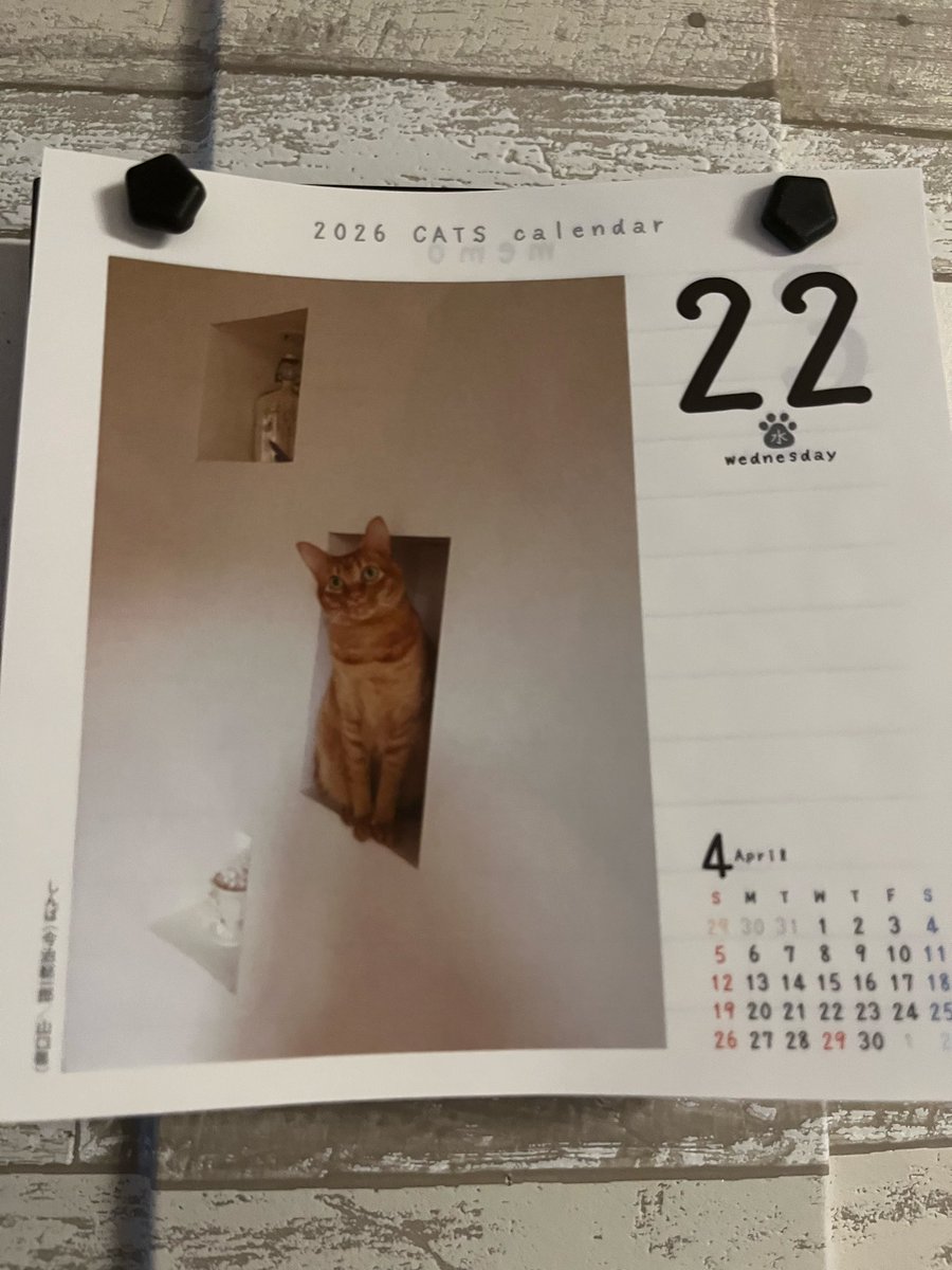 ヒスパパ 3ニャンコに tweet media