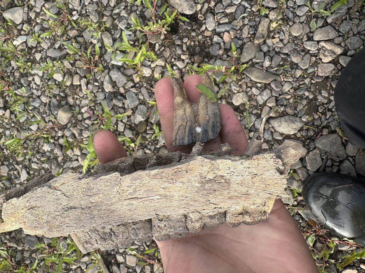 あったあった、場所を覚えてたとはいえ、広い河原から探し出すのは大変ですね笑