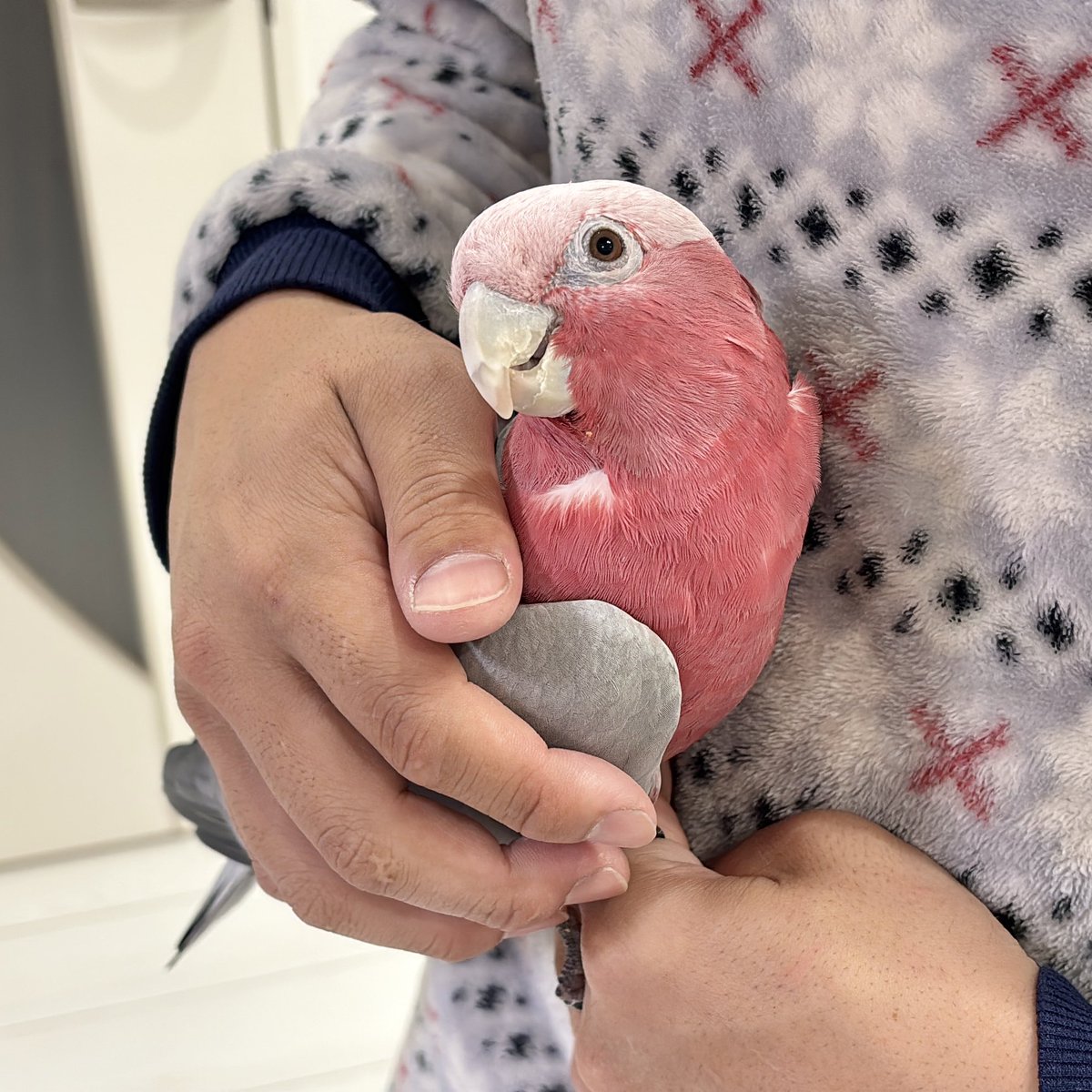 ⁎⁎ 𓅫インコと暮らすあんず 𓅫𓅫 ⁎⁎ tweet media