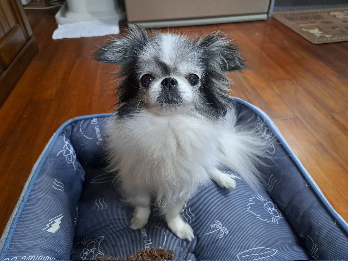 水曜日のいんぐゎー。🐶