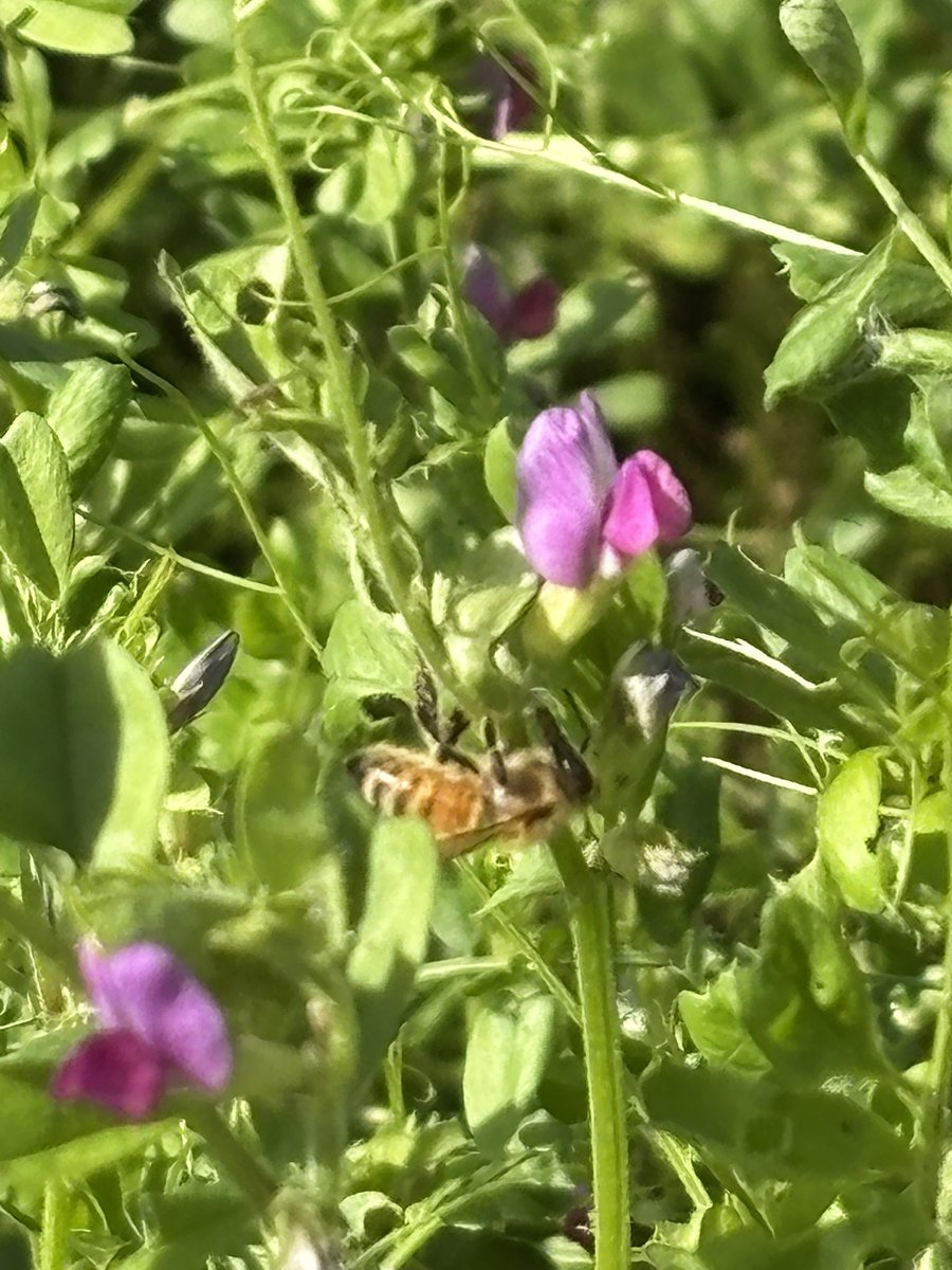 おはようございます🍯🐝🥰
島根県浜田市の今朝は、くもり

カラスノエンドウにミツバチ🐝
あれ？花の蜜をとらないの？
これは、花の付け根から蜜をとる受粉に貢献しない効率的なルートなのです

ミツバチ🐝ってすごーい(*´꒳`*)

#企業公式が毎朝地元の天気を言い合う