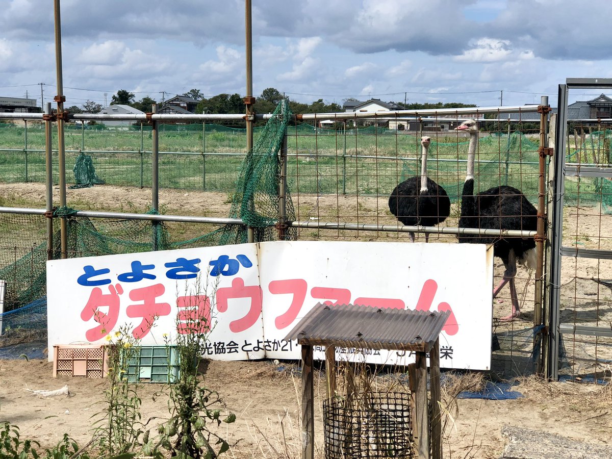 GATA_TETSU_0401's tweet photo. 今日は、1993年に全国で初めて道の駅が登録された #道の駅の日

新潟市北区・新新バイパス沿いの「道の駅豊栄」は県内第1号の道の駅です

お馴染みであった、ダチョウファーム

2023年閉園し、ダチョウは引っ越しました

餌あげたり観察した方も多いのでは⁈

元気にしてるかな⁈その姿が懐かしいです https://t.co/yIQM1yuybY