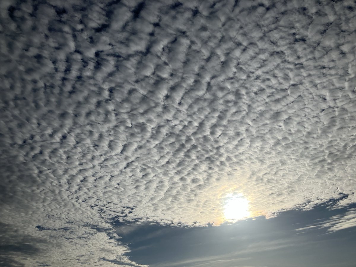 月夜の猫 tweet media