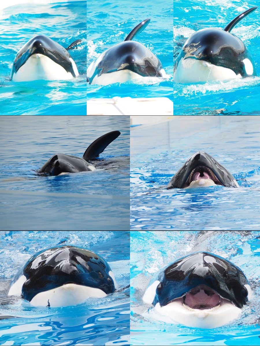 なお　なお tweet media