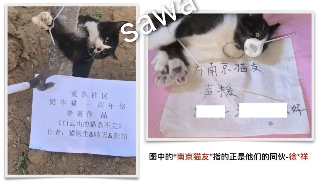 #中国
#拡散お願いします

ボランティアさん、ありがとう🙏

やっと見つかった。
晴天（sunny）。

この写真の男、馬飛と姚元は猫虐待団体の中心的なリーダーであり創設者だった。二人は数多くのオフラインの猫虐待イベントを企画し、共同で拷問作品を制作。この団体の資金は、楊から提供されていた