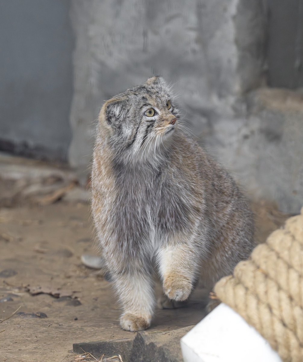 rossparkzoo's tweet photo. Pallas’s cats have very long, fluffy, silky fur with white-tipped guard hairs that project over a darker undercoat. Their fluffy, thick fur helps protect them in the cold tundra where they live! #PallasCat #WildlifeConservation #AnimalAdaptations https://t.co/ofCW1gp1pd
