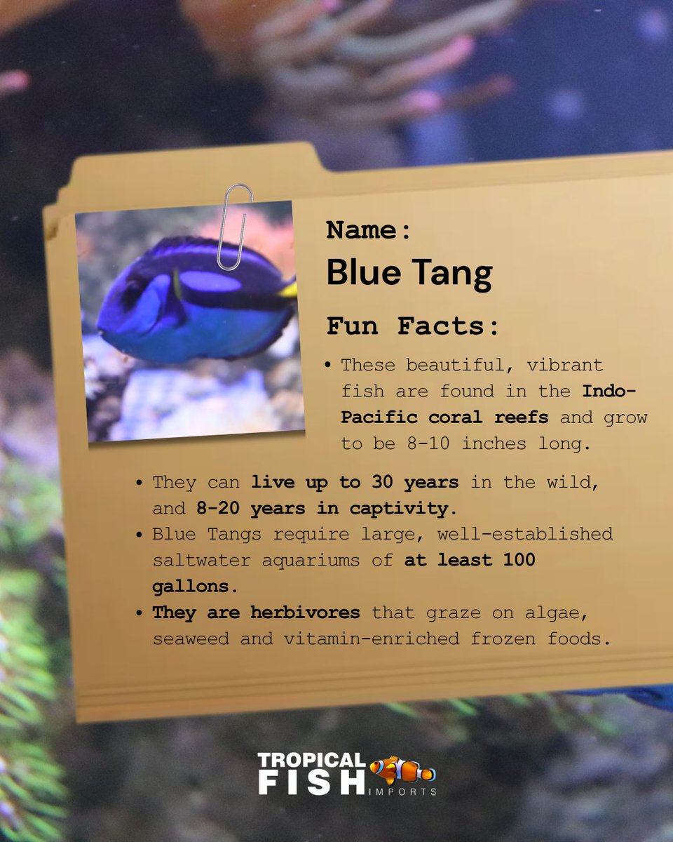 tfi_leth's tweet image. This week's fish of the week is the Blue Tang! Popularized by Finding Nemo, these gorgeous fish are a staple in the fishkeeping community. 

#yqlbusiness #yql #fishkeeping #aquarium #bluetang #saltwater