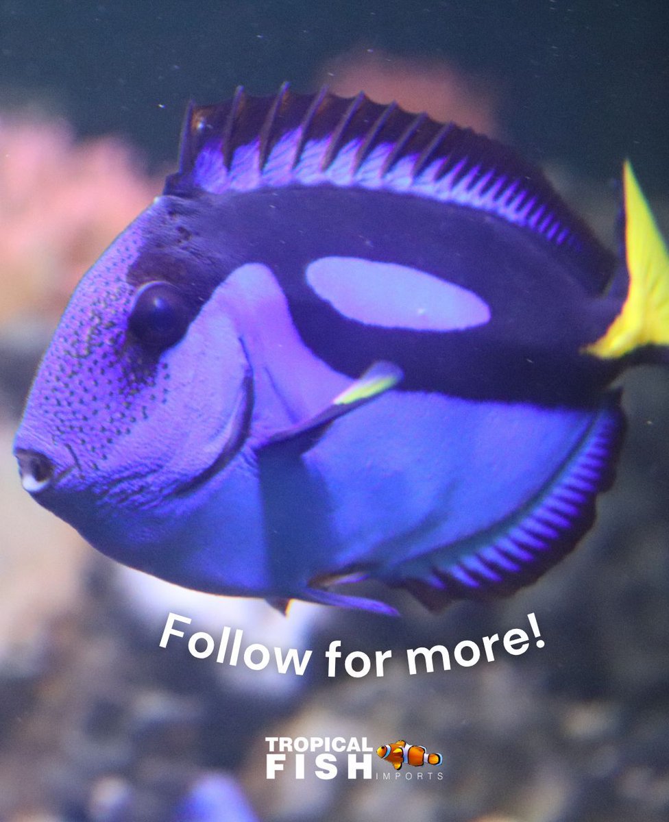 tfi_leth's tweet image. This week's fish of the week is the Blue Tang! Popularized by Finding Nemo, these gorgeous fish are a staple in the fishkeeping community. 

#yqlbusiness #yql #fishkeeping #aquarium #bluetang #saltwater