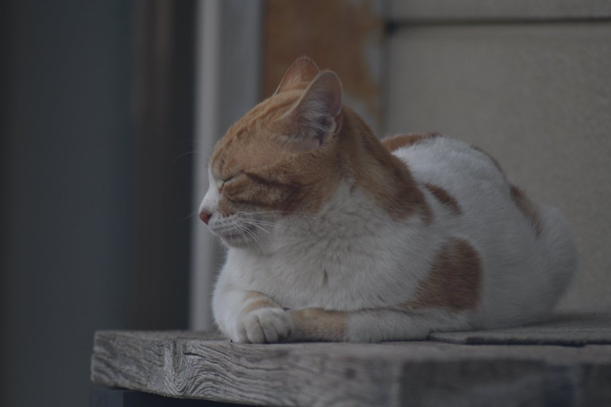 おはようございます。
今日は天気が良さそうです。

カメラ　D850
レンズ　おもしろレンズ工房　400mmf8
#ニコン