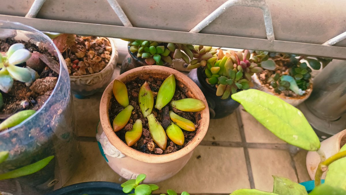 David duncanson tweet media