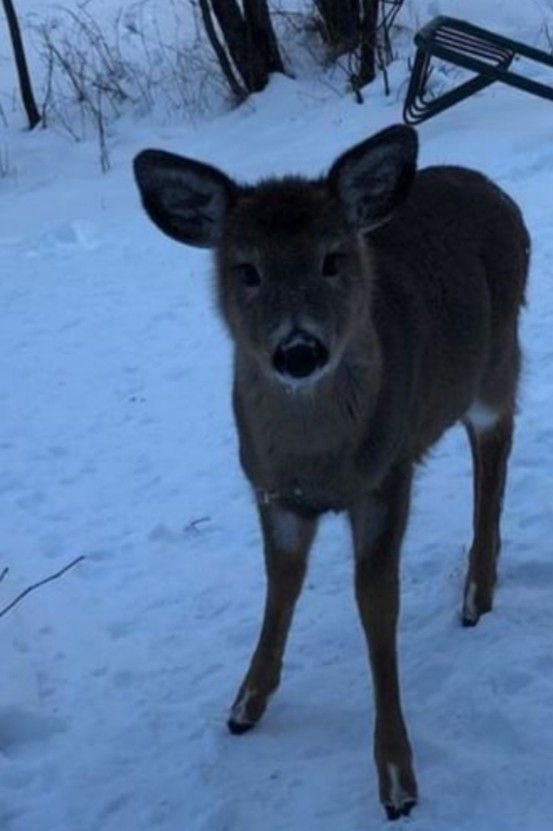 daily bambichael tweet media