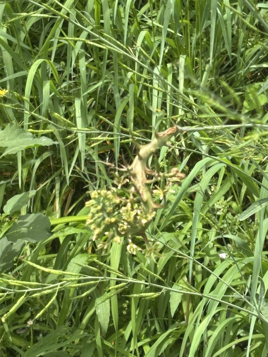 yabyou_yy's tweet photo. アブラナ科の植物
茎の一部が肥大化している異常のある個体がやたらたくさん生えていて怖かった

害虫の影響によるなのか、それとも異常個体が繁殖しているのか、
全く異常のない個体もいたし https://t.co/jr74SEGl9I