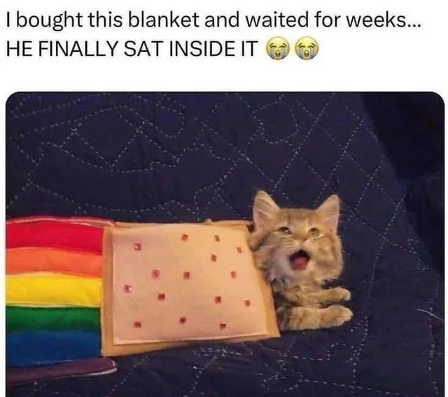 Cool Cat Society tweet media