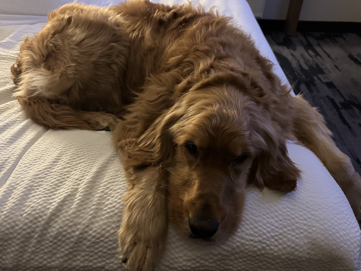 Huckleberry tweet media