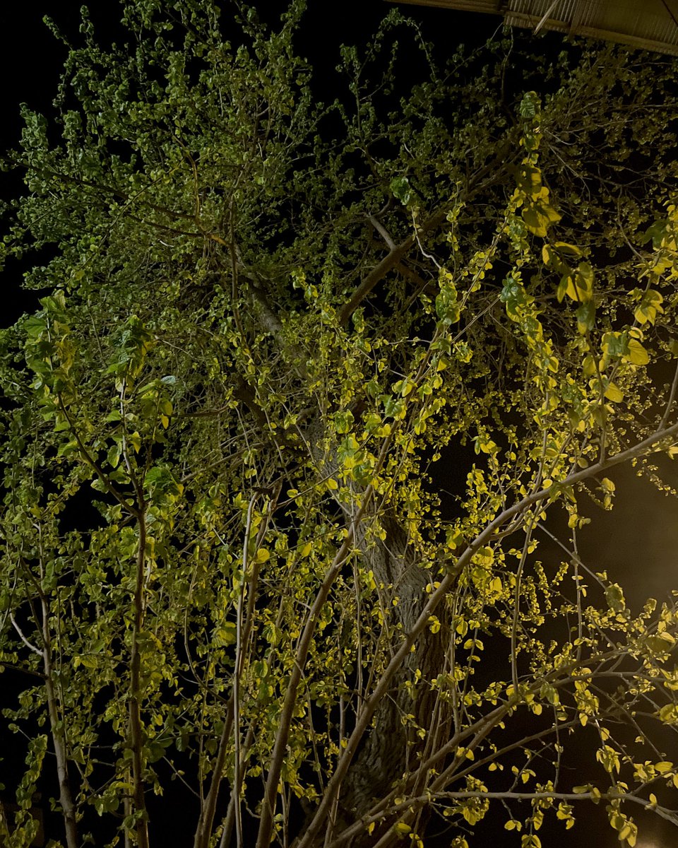 𝑛𝑖𝑙𝑙𝑦𝑏𝑖𝑒🎐🍃 tweet media