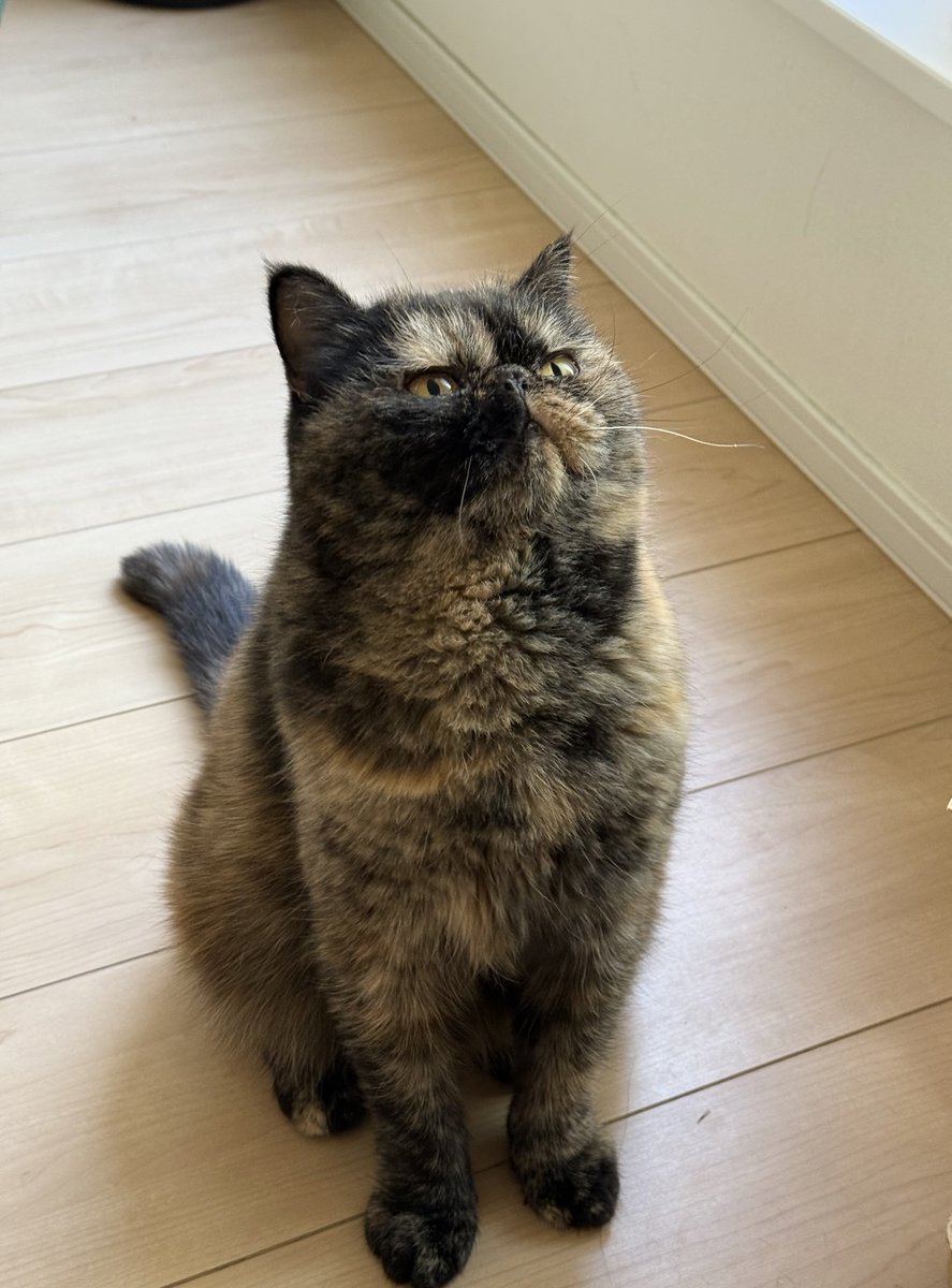 まんじゅう猫のきなこ tweet media