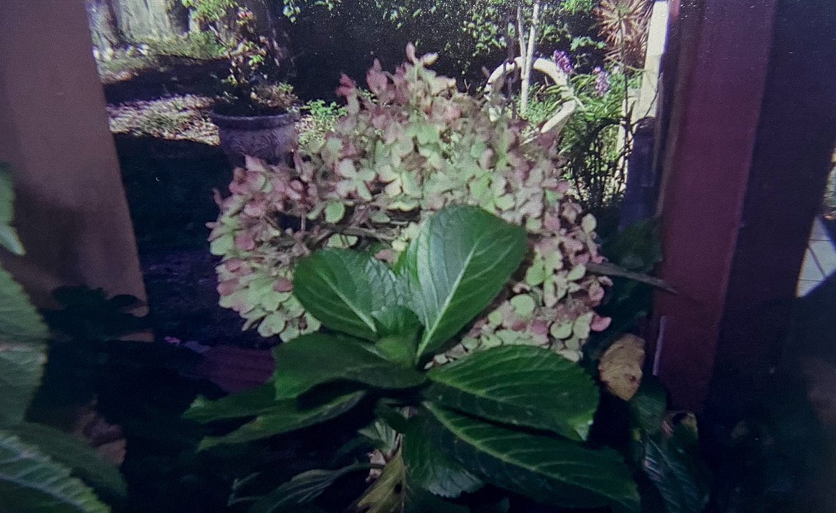 não chega NUNCA aos pés de uma câmera analógica