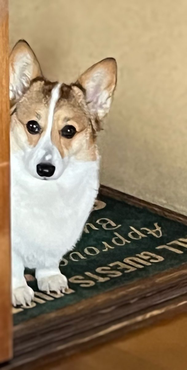 sue3🐈‍⬛💙💜コーギー@ひめ tweet media