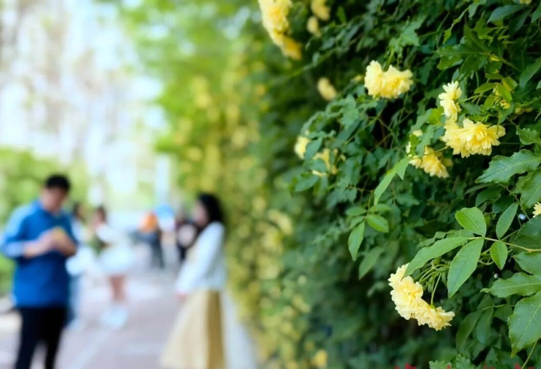 Snowchun214's tweet photo. 石家庄：一墙花瀑，满城清香
shijiazhang:A Wall of Blossoms, A City of Fragrance https://t.co/yqXRgJvXvY