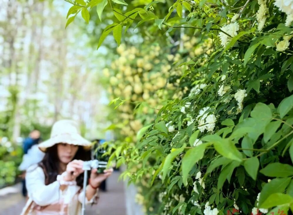 Snowchun214's tweet photo. 石家庄：一墙花瀑，满城清香
shijiazhang:A Wall of Blossoms, A City of Fragrance https://t.co/yqXRgJvXvY