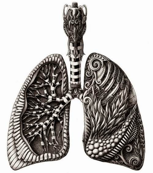 The #Lungs.  🍃️🌺️🍃️
Stylish #Anatomy #Doodle Drawing. By Alex Konahin.