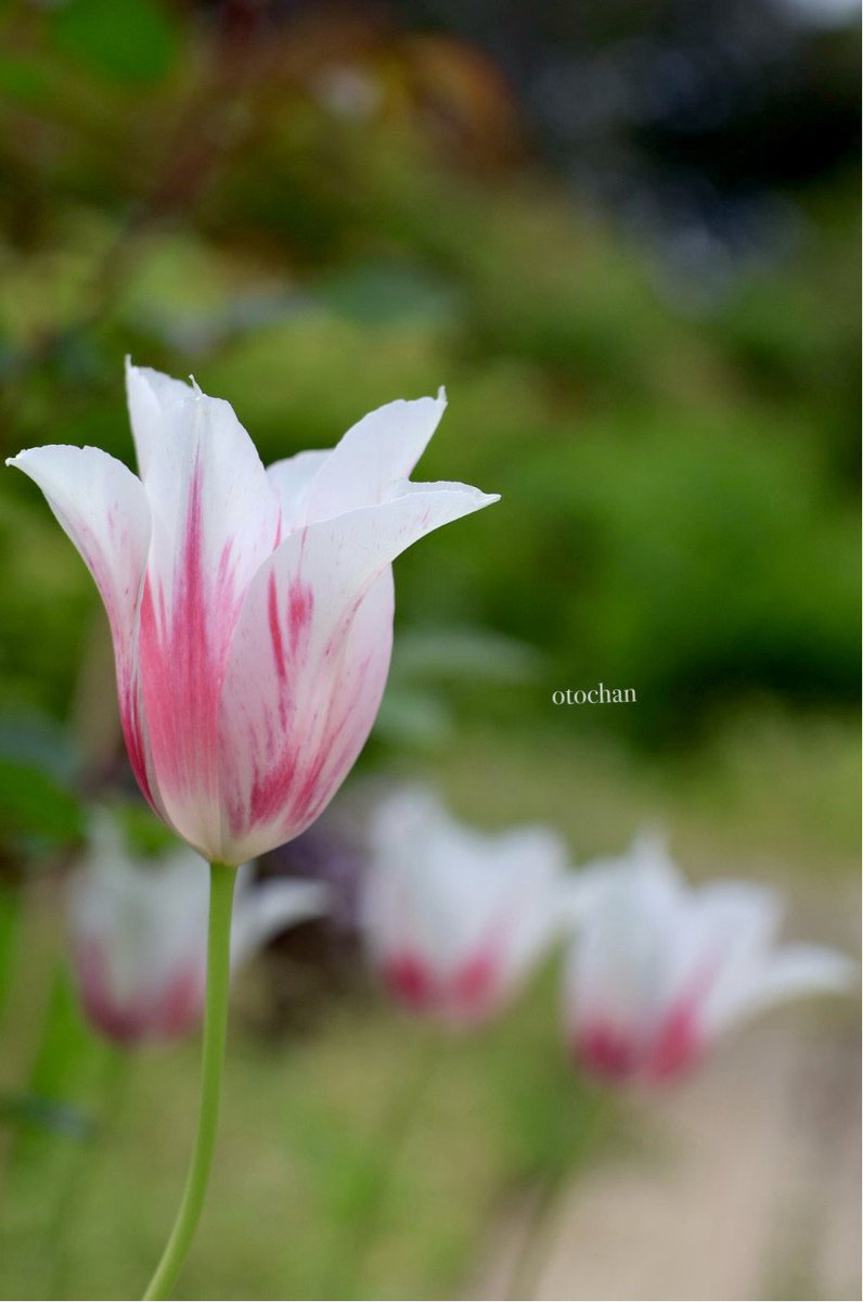 おはようございます🔆｡°

チューリップ♡マリリン
白と赤のゆり咲き*.🌷.*
素敵ですね✨️

洗濯物を外干しできるようになったので青空はうれしい😊

今日も良い一日を🍀*゜

 #TLを花でいっばいにしよう