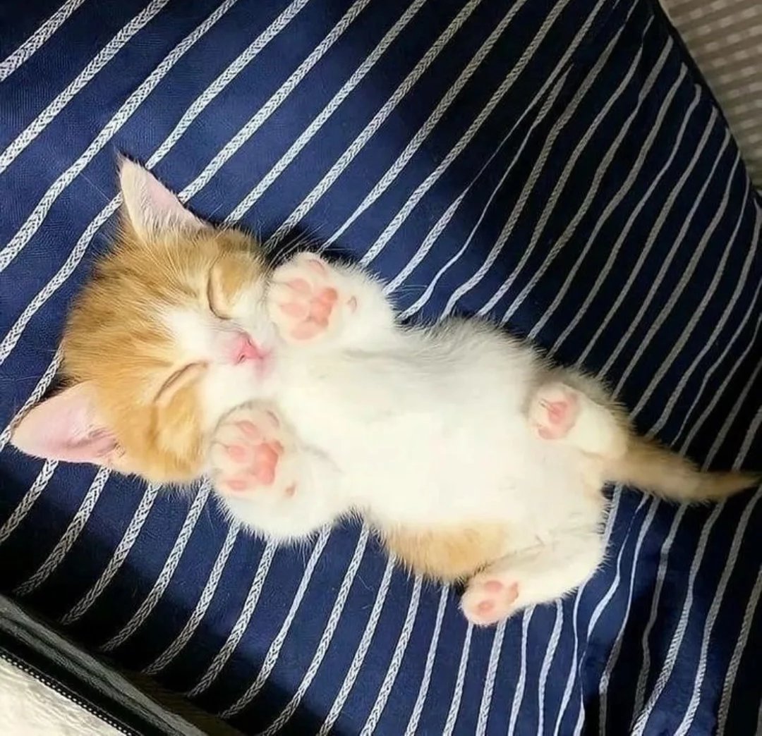 Daily Cat Posts tweet media